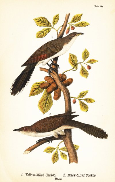 Cuculo dal becco giallo, Coccyzus americanus 1, e cuculo dal becco nero, Coccyzus erythropthalmus 2, maschi da John James (after) Audubon