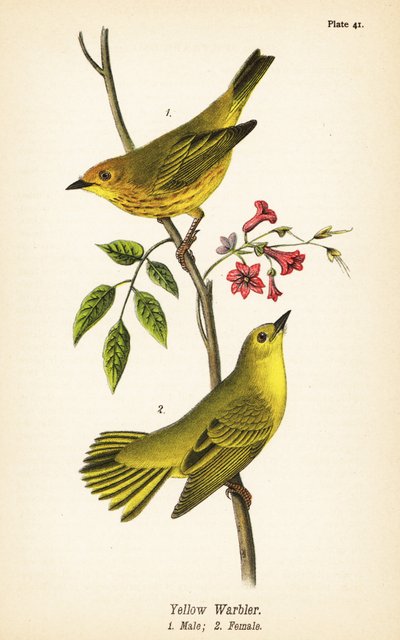 Parula gialla, Setophaga petechia, maschio 1, femmina 2 da John James (after) Audubon