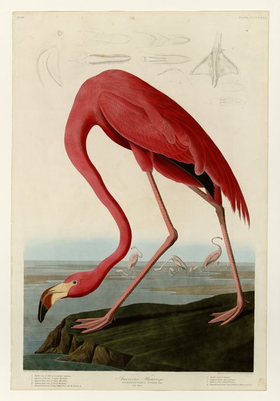 431 Fenicottero americano da John James Audubon