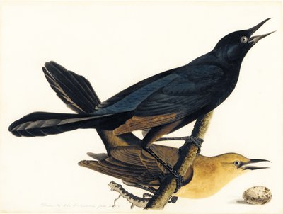 Una Coppia di Gracchi Coda di Barca da John James Audubon