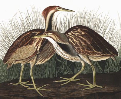 Tarabuso Americano, Botaurus Lentiginosus, da "Gli Uccelli d