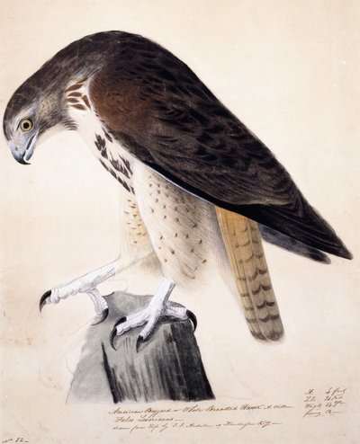 Poiana americana o falco dal petto bianco da John James Audubon