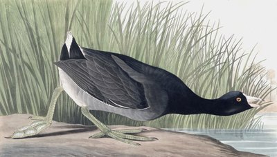 Folaga americana, Fulica Americana, da "Gli uccelli d
