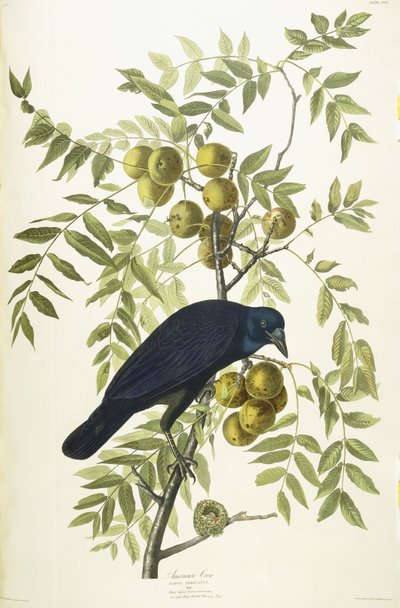 Corvo americano, 1833 da John James Audubon