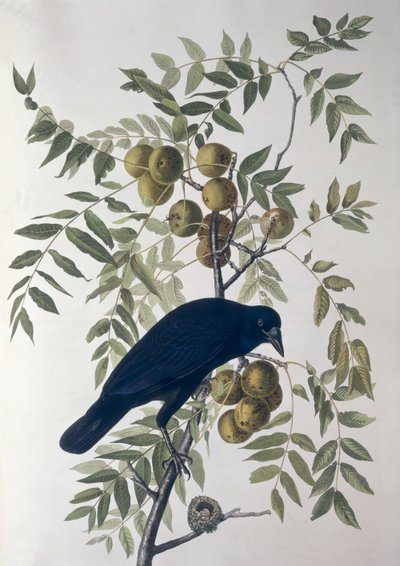 Corvo americano, da Birds of America da John James Audubon