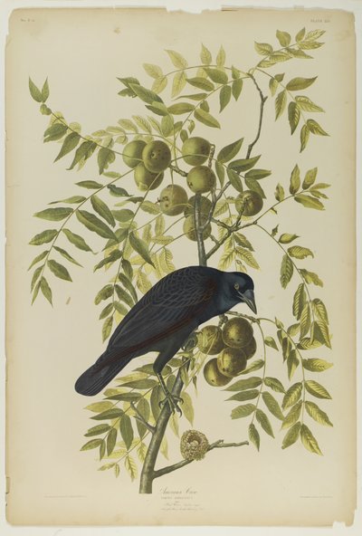 Corvo americano da John James Audubon