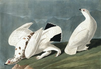 Pernice Bianca Americana, Tetrao Mutus: Gallo Cedrone dalla Coda Bianca, Tetrao Leucurus, da "Gli Uccelli d