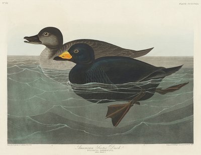  da John James Audubon