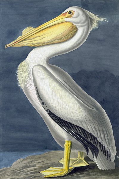 Pellicano bianco americano, Pelecanus Erythrorhynchos, da "Gli uccelli d