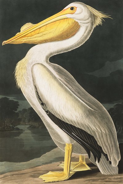 Pellicano Bianco Americano, Pelecanus Erythrorhynchos, da "Gli Uccelli d