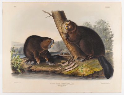 Castoro americano, 1844 da John James Audubon