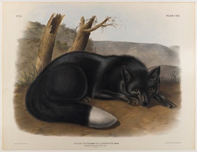 Volpe nera o argentata americana da John James Audubon