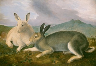 Lepre artica, c. 1841 da John James Audubon