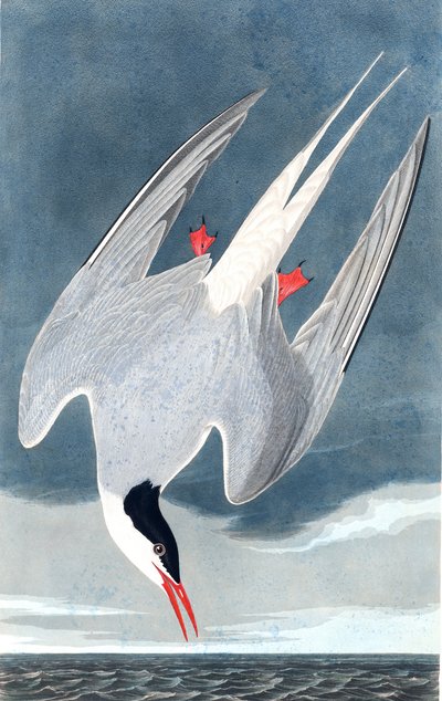 Sterna artica, Sterna Paradisaea, da "Gli uccelli d
