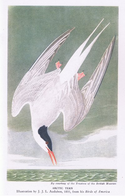 Sterna artica da John James Audubon