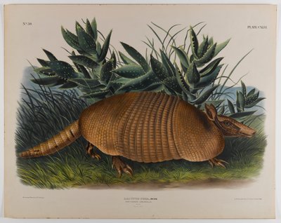 Armadillo da John James Audubon