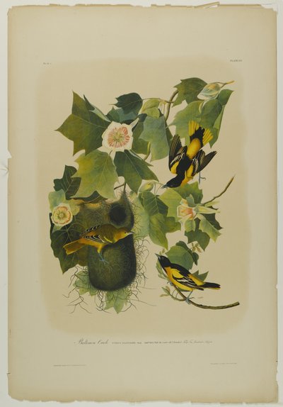 Oriolo di Baltimora, stampato da Julien Bien e pubblicato da Roe Lockwood & Son, 1861 da John James Audubon