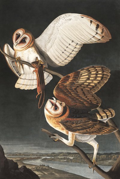Barbagianni, Tyto Alba, da "Gli Uccelli d
