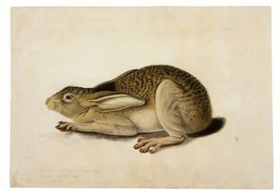 Lepre dalla coda nera da John James Audubon