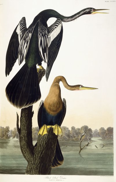 Darter dal ventre nero, 1836 da John James Audubon
