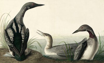 Strolaga dal collo nero, Colymbus Arcticus, da "Gli uccelli d