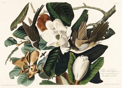  da John James Audubon