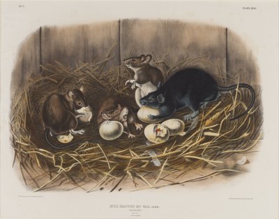 Ratto Nero da John James Audubon