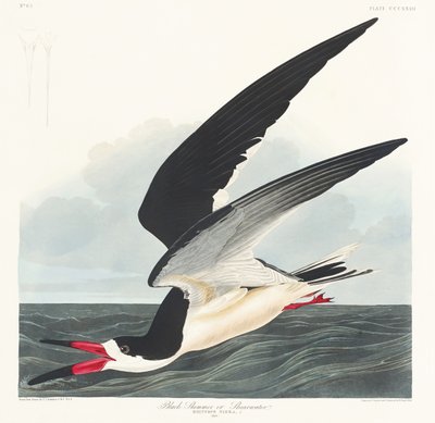  da John James Audubon