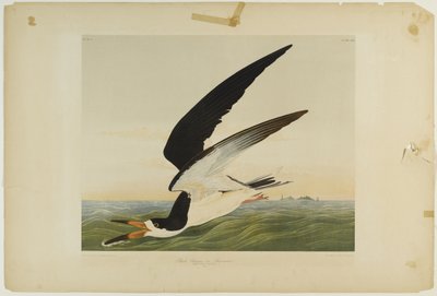 Beccapesci nero da John James Audubon