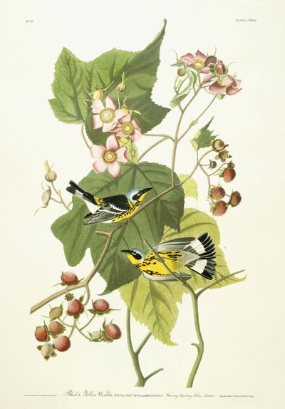 Parula nera e gialla e lampone fiorito da John James Audubon