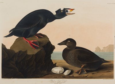 Anatra nera o surf, 1836 da John James Audubon