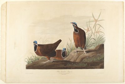 Piccione dalla testa blu da John James Audubon
