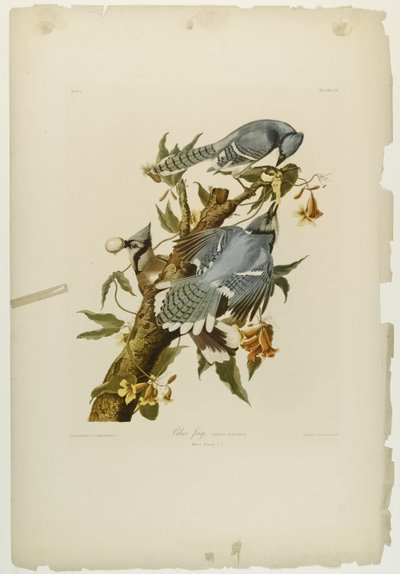 Ghiandaia azzurra da John James Audubon