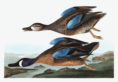 Alzavola dalle ali blu, Anas Discors, da "Gli uccelli d