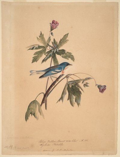  da John James Audubon