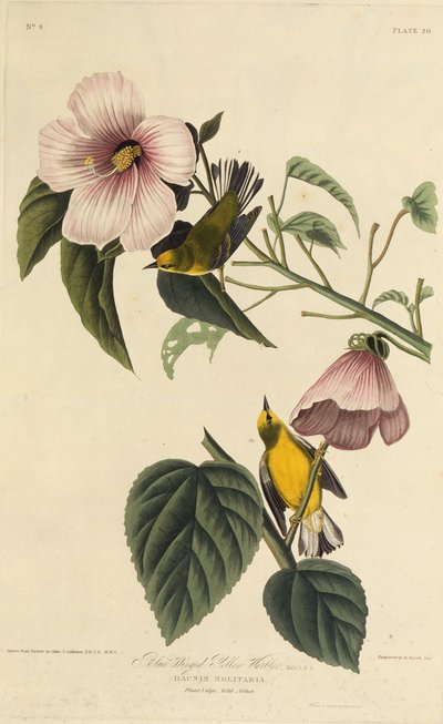 Parula dalle Ali Blu. Da Gli Uccelli d