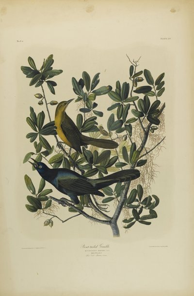 Grackle dalla coda a barca, stampato da Julien Bien e pubblicato da Roe Lockwood & Son, 1861 da John James Audubon