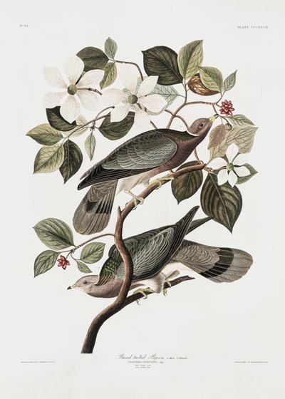  da John James Audubon