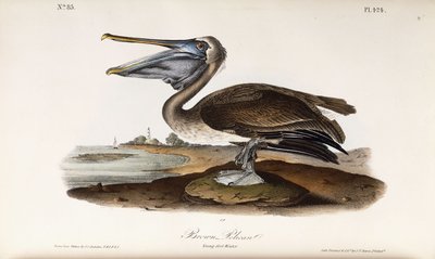 Pellicano bruno da John James Audubon