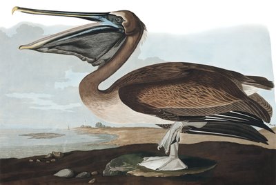 Pellicano Bruno, Pelecanus Fuscus, da "Gli Uccelli d
