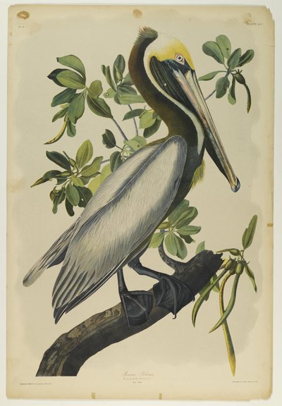 Pellicano bruno da John James Audubon