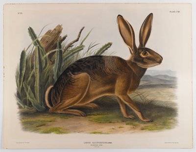 Lepre della California, 1847 da John James Audubon