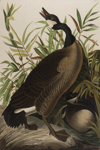Oca canadese, 1827-1838 da John James Audubon