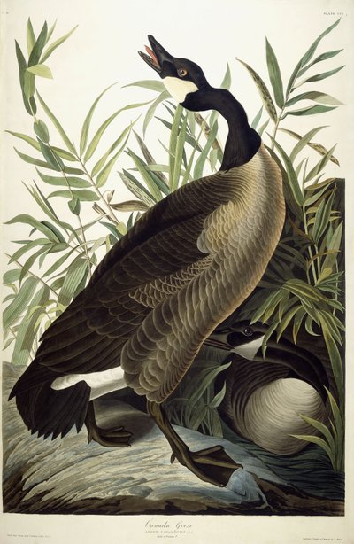 Oca del Canada da John James Audubon