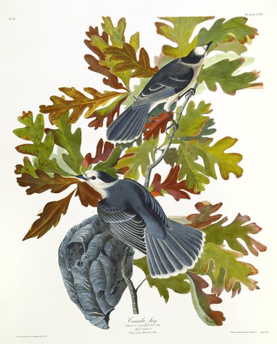 Ghiandaia Canadese da John James Audubon