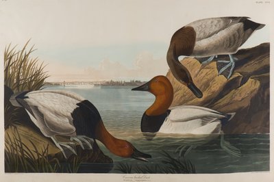 Anatra dal dorso di tela, 1836 da John James Audubon
