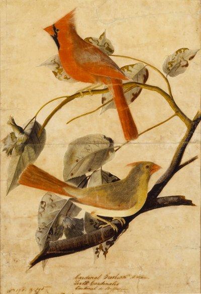 Beccogrosso cardinale da John James Audubon