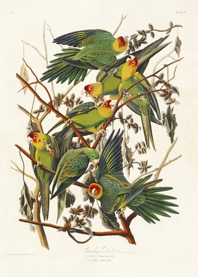  da John James Audubon