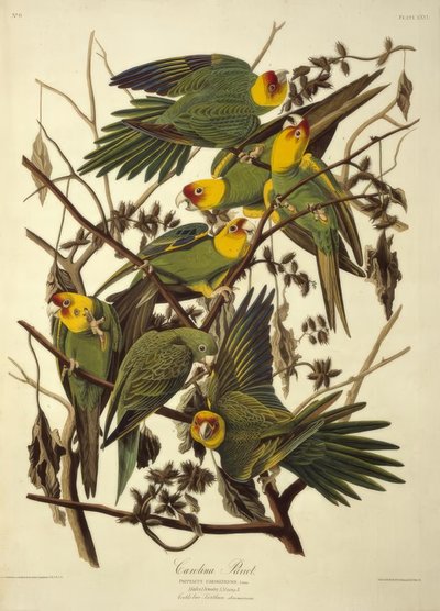Pappagallo della Carolina. Psittacus Carolinensis da John James Audubon