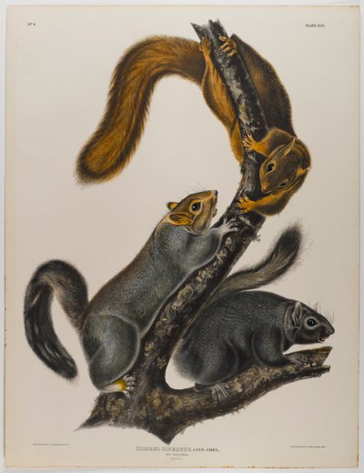 Scoiattolo gatto da John James Audubon